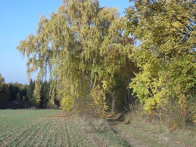 Der Wald Der Waldrand
